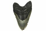 Huge, Fossil Megalodon Tooth - North Carolina #172574-1